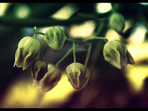 Tsab Ntawv Thov Txim - P Nyuam Y