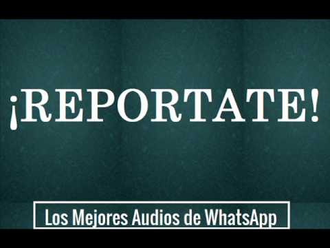 REPORTATE - Los Mejores Audios de WhatsApp