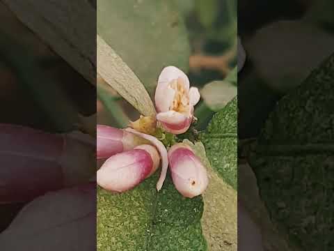 #lemon #flowers #beautiful #shortvideo #Saleha's Creation