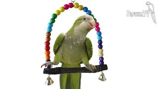 Monk Parakeet (Quaker Parrot)