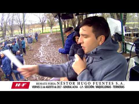 DE FRENTE AL CAMPO junto al SECTOR PRODUCTIVO PAMPEANO - REMATE: TERNERAS -V/11/AG/17-