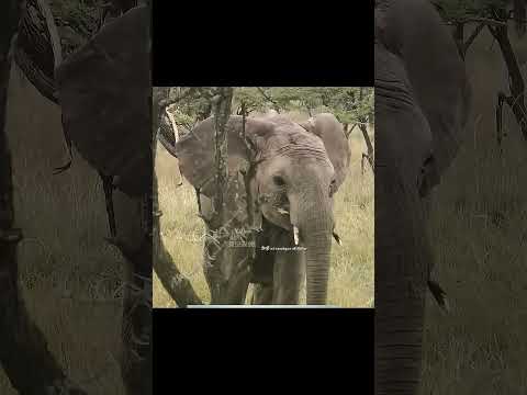 اللبؤة الشجاعة التي أنجبت على الشجرة ثم فقدت أحد أشبالها