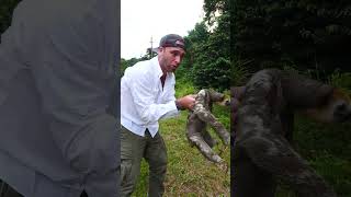 🇸🇷 Saving Three-toed Sloth in Suriname Amazonian Rainforest #shorts