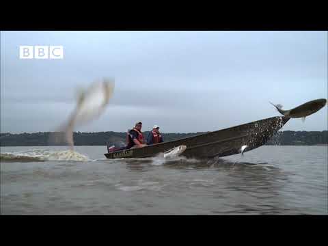 Thousands of fish leap out of water at same time