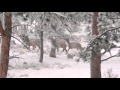 Snow Running Elk