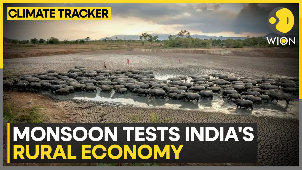 Indian Monsoon: Weakest Rainfall In 17 Years Could Cut Rice Output By 10 Million Tonnes | WION