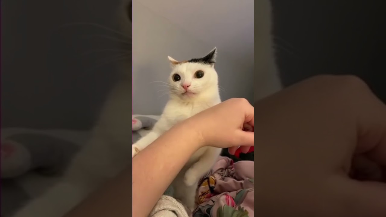 why are you doing this? cat meme