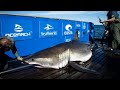 Tagging & Sampling Great White Shark Breton