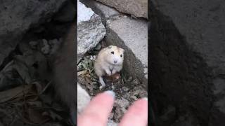 Download lagu Poor hamster #animals #shorts mp3 Download lagu Poor hamster #animals #shorts mp3