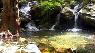 MANIFEST ABUNDANCE NOW Nature Water Sounds EARTH PARADISE MEDITATION Vibration Activation Frequency