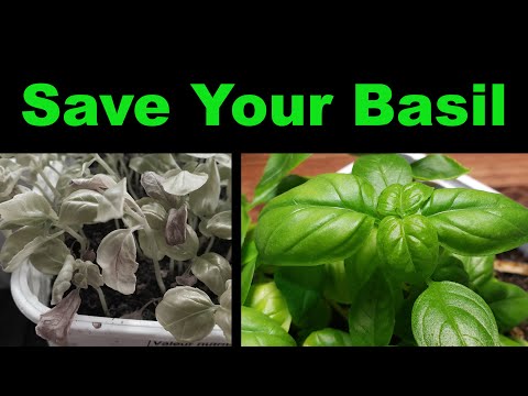 How To Rescue A Dying Basil Plant - Two Methods