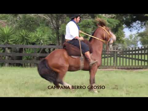 Lote 40 -  Campana Berro Grosso