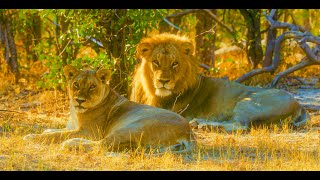 8K Native Wildlife of Botswana | Chobe, Khwai, Savuti & Mababe | Real Nature Sounds - Part 2
