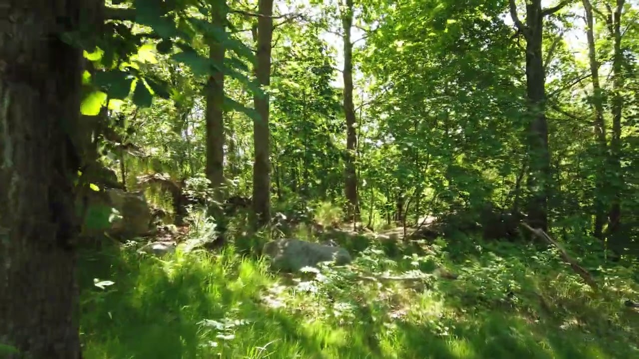 Is Python the future of web development?