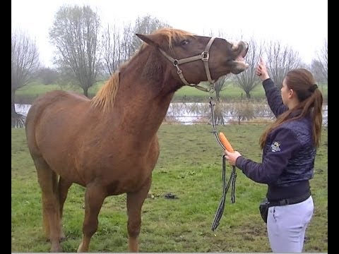 Paardenfotossss’s Video 107948158732 uDcJk7k8axg