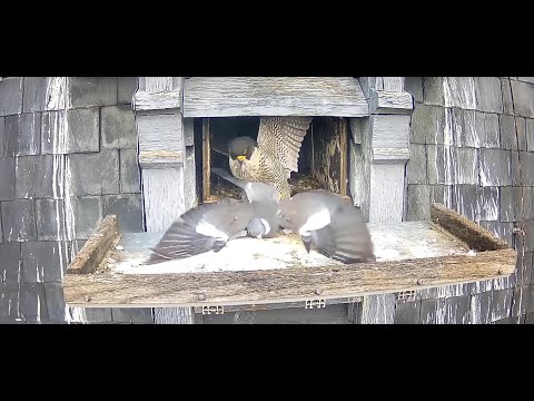 VALENTINE Geduld ist am Ende - Die Taube hat Überlebt - Mit ZEITLUPE - Angriff der Wanderfalken