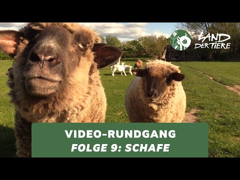 Land der Tiere-Video-Rundgang – Folge 9: Bei den Schafen 🐑💚