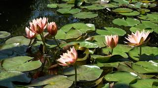 6月11日【びわ湖放送ニュース】午前中がおススメ　水生植物公園みずの森で約１５０種類３８０株の「スイレン展」