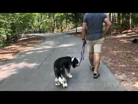 Axel bond park second