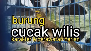 Download lagu Care & character of the cucak wilis bird mp3 Download lagu Care & character of the cucak wilis bird mp3