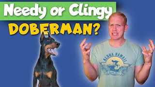 Your Overly Clingy Doberman Might be Suffering! Here’s How to Help