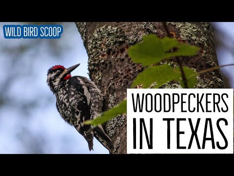 image-Is a red-headed woodpecker a pileated woodpecker?