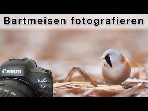 Bird photography in the fog - With the bearded tits (VLOG)