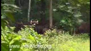 The endangered Indian Gaur