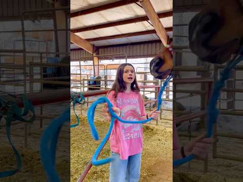 Beginner Vs Experienced Horse Owners! 🐴 #shorts #animals