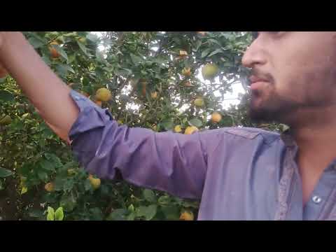 orange fruit problem|| see full video pakistani Punjabi best comedy video||don't miss end 😂😂
