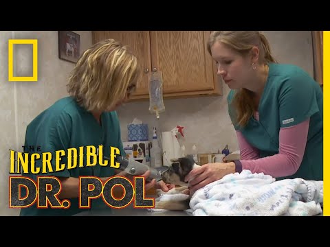 What's Moo with Ewe? (Full Episode) | The Incredible Dr. Pol