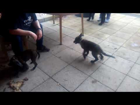 Tanya vs German shepherd in fight to the end.