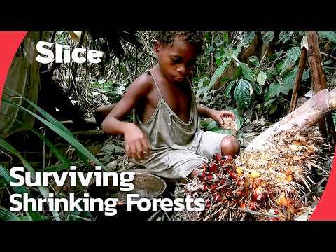Pygmy hunter-gatherers: Ancestral rainforest peoples of central Africa | SLICE | FULL DOCUMENTARY