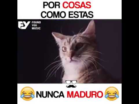 Kike Is Handsome (Locura de gatos)