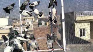 preview picture of video 'Ustad Kabootar Baaz Ch Junaid k Pak Best Taddi Pigeons VIDEO-00343-IMG_0352'