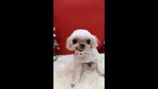 Video preview image #1 Maltese Puppy For Sale in Seattle, WA, USA