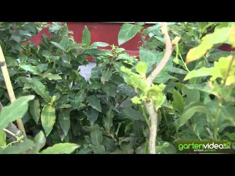 Die zweijährige Zick Zack Maulbeere blüht bereits