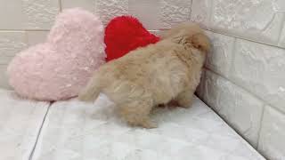 ハーフ犬の動画01