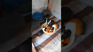 Download lagu Seeing food 😂 #diaryofnish #ginipig #pets #shortsfeed mp3