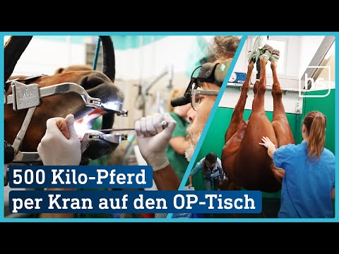Besuch in der Pferdeklinik: OP-Saal, Vollnarkose und Transport-Kran | hessenschau