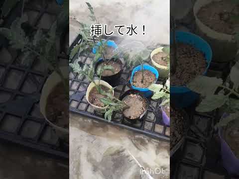 この夏、1つの植物にたくさんのトマトを植えるトマトの苗の植え方 ヒント 場所 水やり 施肥