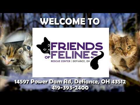 Cat Rescue Cam
