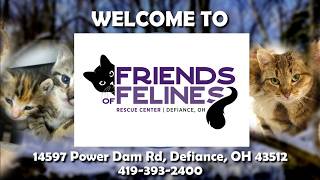 Friends of Felines Rescue Center (FFRC) live webcam