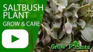 Saltbush plant - grow & care (Atriplex)