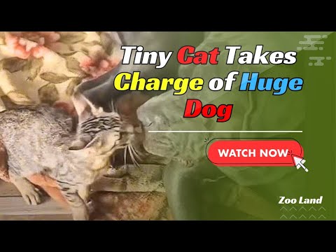 Tiny Kitten Commands 130-Pound Cane Corso