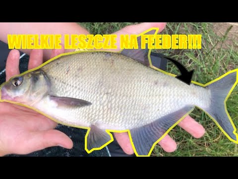 WIELKIE LESZCZE NA FEEDER😱😱!!!- WĘDKARSTWO NA KANAŁKU ŻERAŃSKIM !!!
