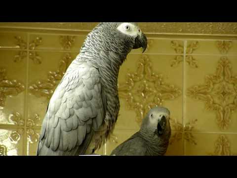 African Grey parrots bedtime noises!