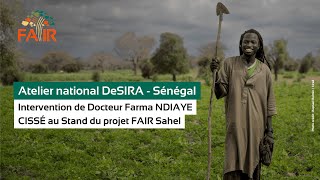 Atelier national DeSIRA : Intervention de Dr Farma Ndiaye Cissé au Stand du projet FAIR Sahel