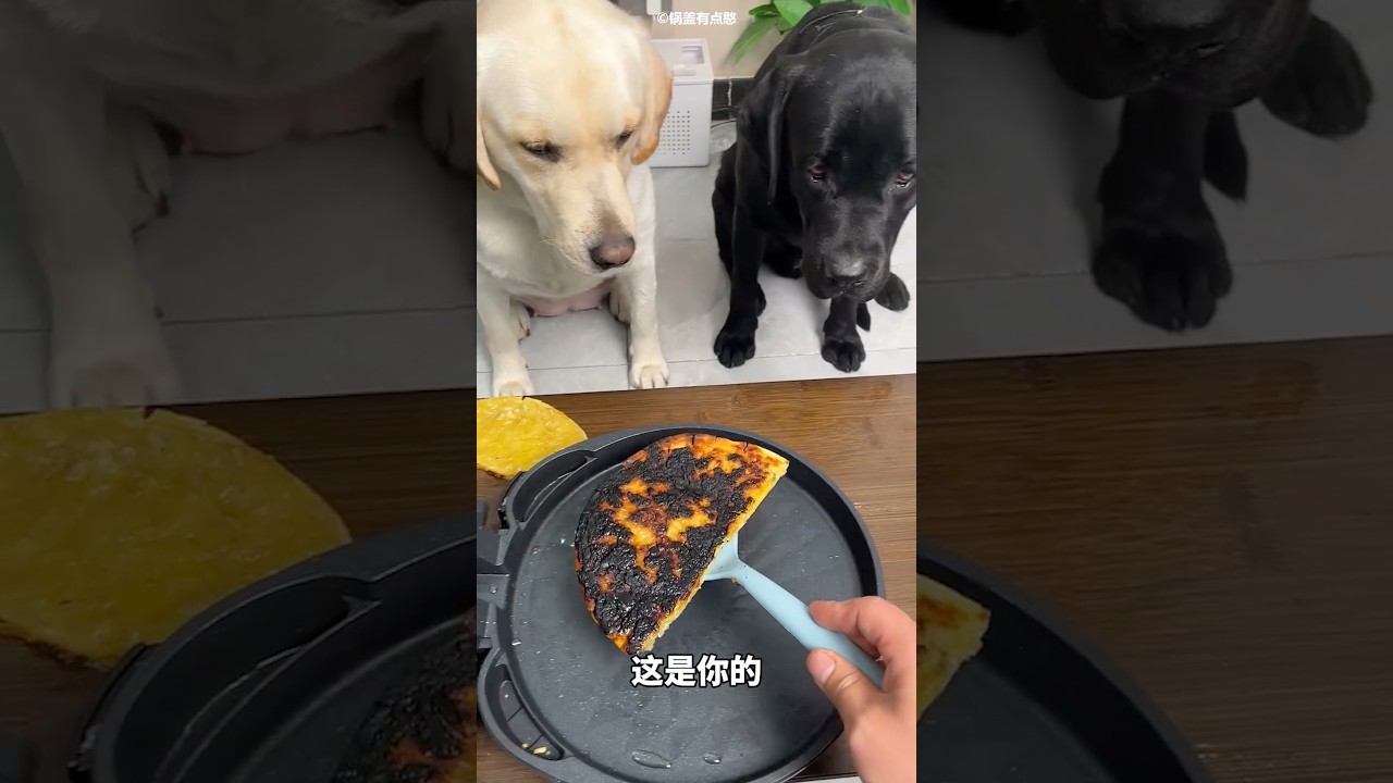 Discrimination Between the White Dog and the Black Dog 🥹🐶