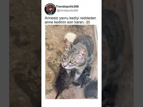 Annesiz yavru kediye önce sert tepki veren anne kedi..🐱❤️